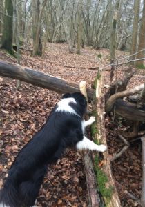 Black and White Dog Searching Black and White Dog Searching - Professional Dog Walking Service