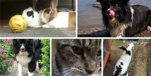 Professional Dog Walking - Woodland Wags - Dog training - Cat Feeding