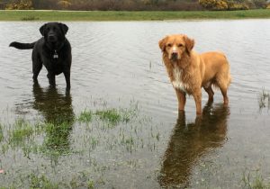 Black and Orange dog in water Black and Orange dog in water - Professional Dog Walking Service
